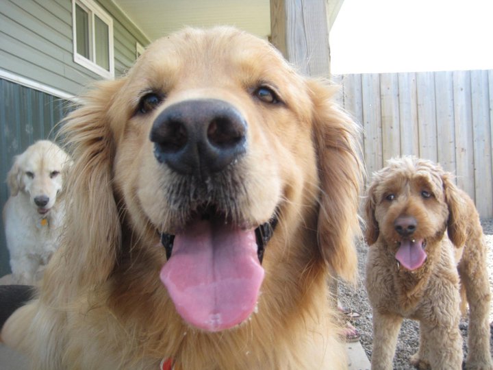 Just For Paws Inn Testimonials