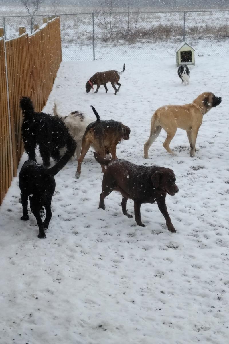 Just For Paws Inn About Us